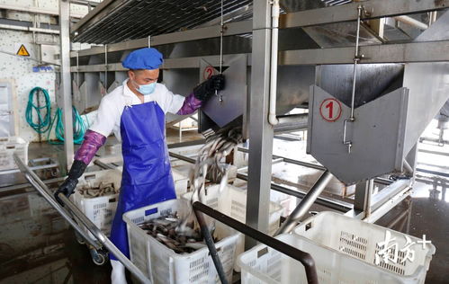 鯪魚罐頭出口逆勢上揚，中山食品企業迎全面復工熱潮